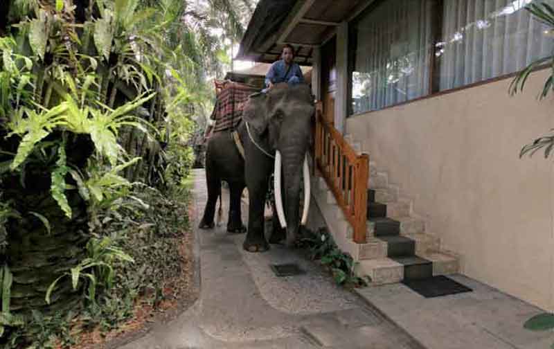 Elephant Safari Park and Lodge 